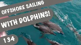 Sailing so far from shore , against the current with Dolphins Ep 134
