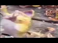frog laughing meme