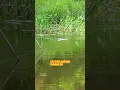 Download Lagu lemparan umpan yg indah untuk casting ikan gabus #castinggabusbesar #shortsvideo #mancing #fishing
