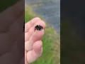 A bold jumping spider isn t he cute