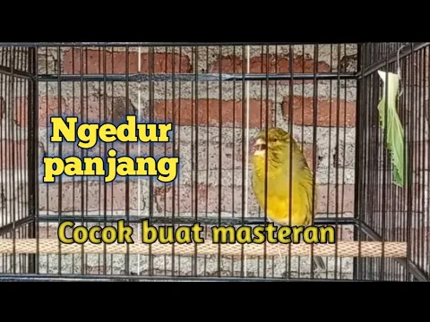 Download MP3 Kicau kenari ngedur ngelagu cocok untuk masteran cucak ijo,murai batu dan kacer dll