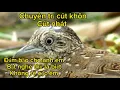 Download Lagu Tiếng chim cút cực chuẩn 2023.