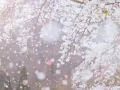 桜雨  JUJU···桜花びら舞う中で