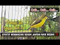Download Lagu CUIT..CUIT..💯% AMPUH SUARA PIKAT SOGON BETINA  MEMANGGIL JANTAN PALING DI CARI