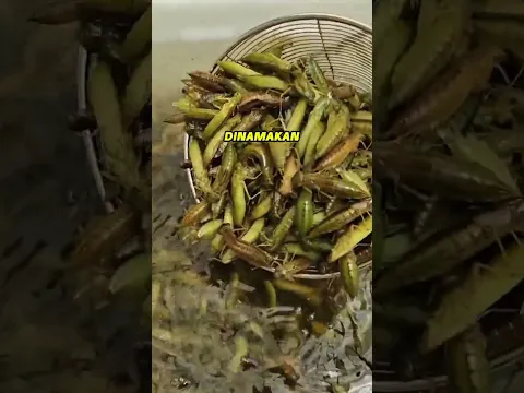 Siklus Hidup Capung: Dari Air Hingga Terbang!