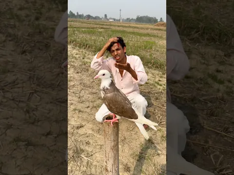 Kabutar🕊️ne ki meri madat😱😳kaise dekho #kabutarvideo #pigeonshort