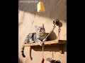 Download Lagu The cat thought it was the hunter,but two mice turned the tables! Who’s really the prey here? #cat