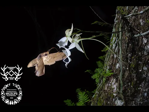 Chasing Ghosts | bioGraphic