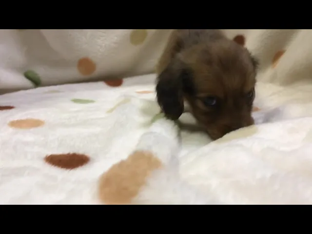 動画