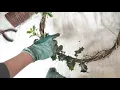holly wreath