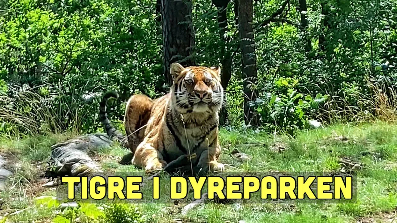 Tiger i Dyreparken i Kristiansand