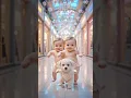 Lagu Twin Babies Dancing with Puppy 🐶 | Cutest Baby Dance Video Ever | Viral Baby Shorts 2025