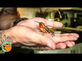 Download Lagu Man Saves Helpless Hummingbird From The Street | Cuddle Buddies