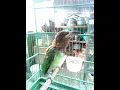 Lagu burung takur bututut jinak gacorr..Corrr..