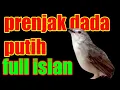 Download Lagu Prenjak Dada Putih