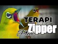 Download Lagu Terapi masteran pleci nembak zipper + jeda