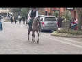 Citi Of Stars - platinum equine auction