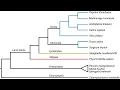 Introduction to Plant Phylogeny - Understanding Cladograms Part 1 Terminology Concepts