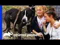 38 Dogs Saved From Horrific Conditions Pit Bulls Parolees