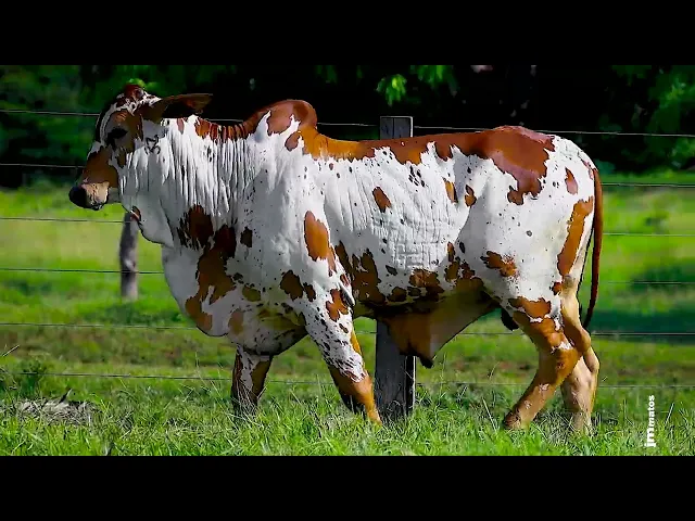 Touro Nelore FESN - 125