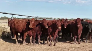 AuctionsPlus Friday 14th August Landsdowne Pastoral Company