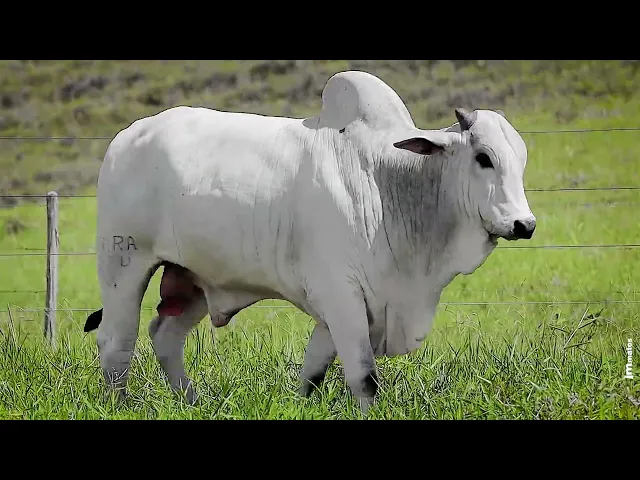 Touro Nelore FBRA - 224