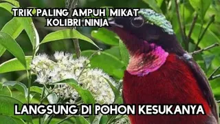 Download Mikat burung Kolibri ninja||cara mikat burung Kolibri ninja||mikat konin. MP3