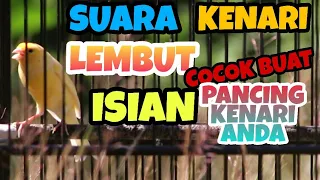 Download KENARI GACOR!! COCOK BUAT ISIAN MURAI BATU CUCAK IJO KACER CUCAK ROWO MP3