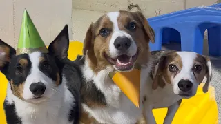 Dog Daycare Vlog #14 | Lets Celebrate Sully’s 2nd Birthday!