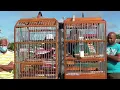 Kareem(Covid) vs Nicholas(Animal)   27/05/2023