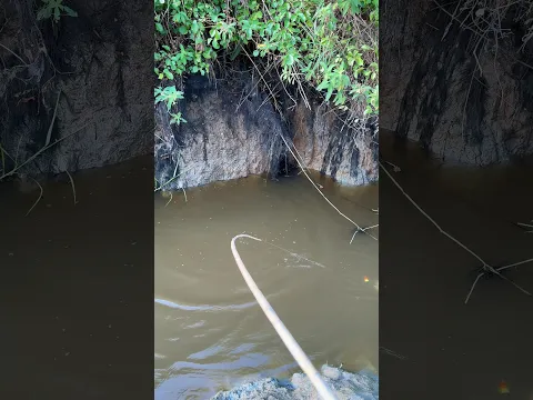 Amazing spot fishing in the rivers #senargapuk #fishing #mancing