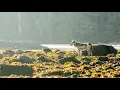 Download Lagu Wolf School, Class 1 - The ecology and history of wolves with Dr. Paul Paquet