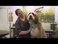 PetSmart Grooming Bath Haircut