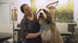 PetSmart Grooming Bath Haircut
