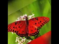 Chill Instrumental Music - Butterfly GIFs to Help You to Study Relax And Meditate