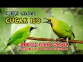 Download Lagu GURU VOKAL CUCAK IJO AMPUH BIKIN GACOR