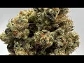 EastSide Og by Juiced Up Genetics - Session Wit Kush Strain Review