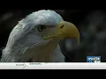 A look inside Dollywood s Eagle Mountain Sanctuary