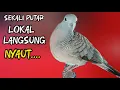 Lagu Perkutut Lokal Gacor Suara Besar Cocok Untuk Pancingan Burung Perkutut Agar Bunyi