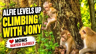 1-HOUR MONKEY LIFE | Alfie Learns to Climb with Jony | Peaceful Wildlife Documentary