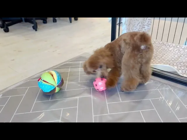 動画
