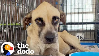 Rescuers Return Years Later And Barely Recognize The Dog They Knew | The Dodo