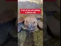 Does My Pet Tortoise Miss His Mate Who Died