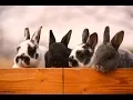 Fireside Rabbitry Mini Rex Update 2019
