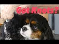Knots In Your Dog s Ears