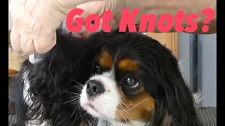 Knots In Your Dog s Ears