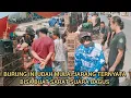 Download Lagu BURUNG INI SUARA NYA BAGUS DAN MULAI JARANG BARU TAU KALO BISA BUAT SARAT