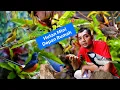 Download Lagu AVIARY KECIL TAPI SERASA DI DALAM HUTAN.!(AVIARY BIRDS INDONESIA.