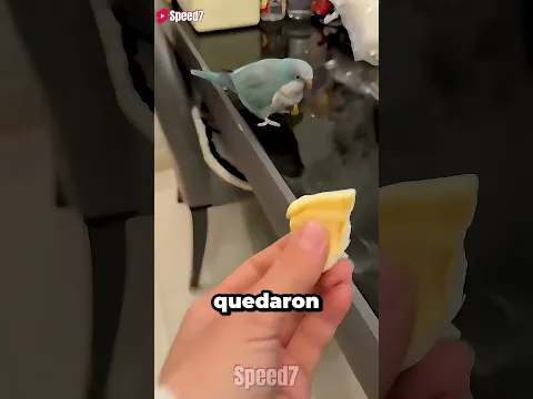 MI PÁJARO SALIÓ A COMER
