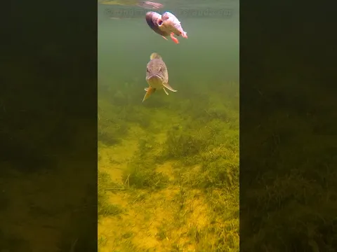 The second take 🤔 Dead bait comparison roach vs perch. P2.
